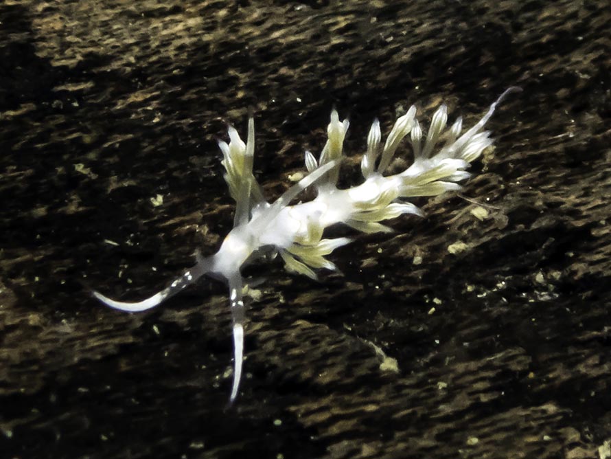 Cratena sp. 2